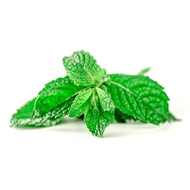 menthe_saveur_sani_fontaines
